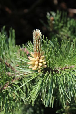 Pinus nigra - borovice černá - samčí květ